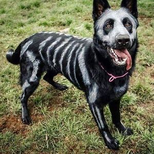 Meet your Posher, Dee